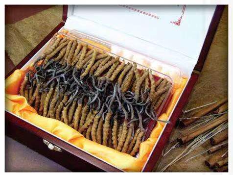 叉河镇冬虫夏草回收